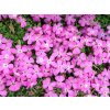 Mydlice 'Bressingham' - Saponaria x hybr. 'Bressingham'