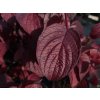 Cornus alba 'Sibirica' (2)