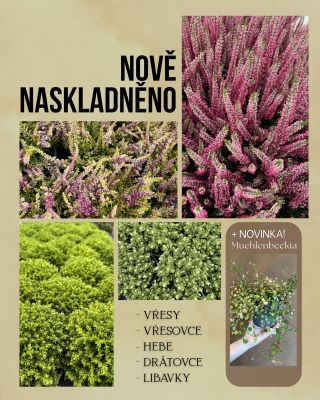 🍂 Podzim se blíží a s ním i naše čerstvá nabídka! Nově u nás najdete vřesy, vřesovce, hebe, drátovce a libavky. ✨ A jako...