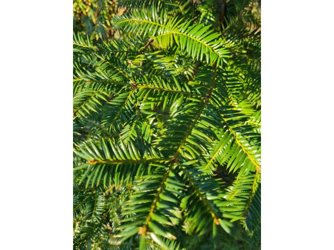 Torea nucifera