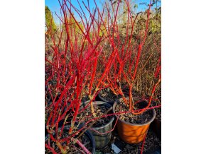 Cornus alba Sibirica