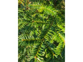 Torea nucifera