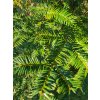 Torea nucifera