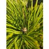 Pinus nigra větev