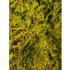 Thuja occ Brabant větvička únor