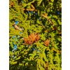 Thuja occ Brabant šištice