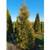 Thuja occ Brabant