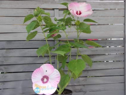 Bahenní ibišek Luna Pink Swirl - světle růžová s okem