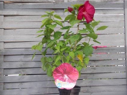 Bahenní ibišek Luna Red - červená