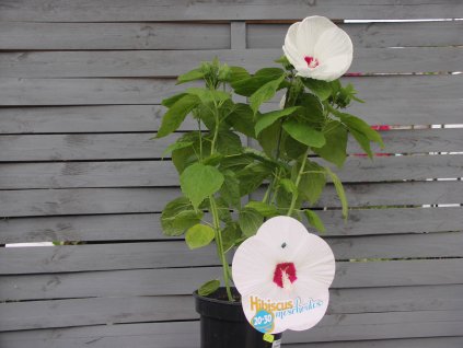 Bahenní ibišek Luna White - bílá s okem