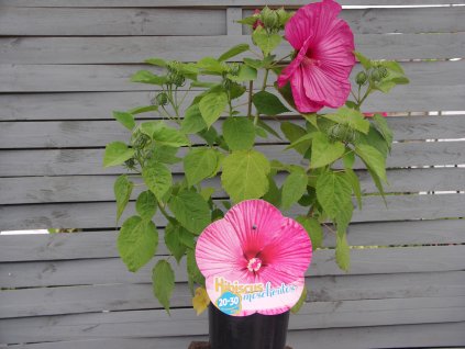 Bahenní ibišek Luna Rose - růžová