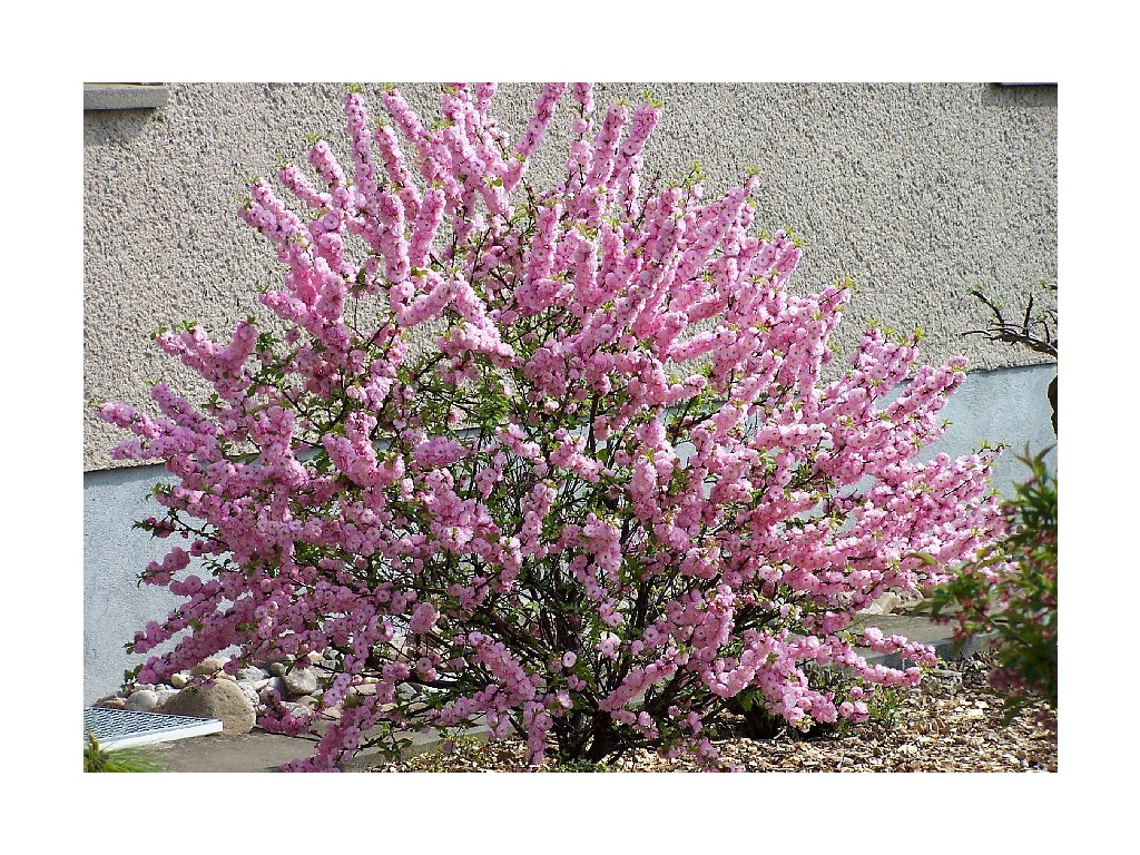 Prunus triloba - Mandloň, kmínek