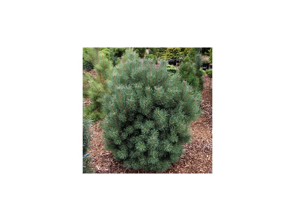Pinus sylvestris Compresa - Borovice lesní