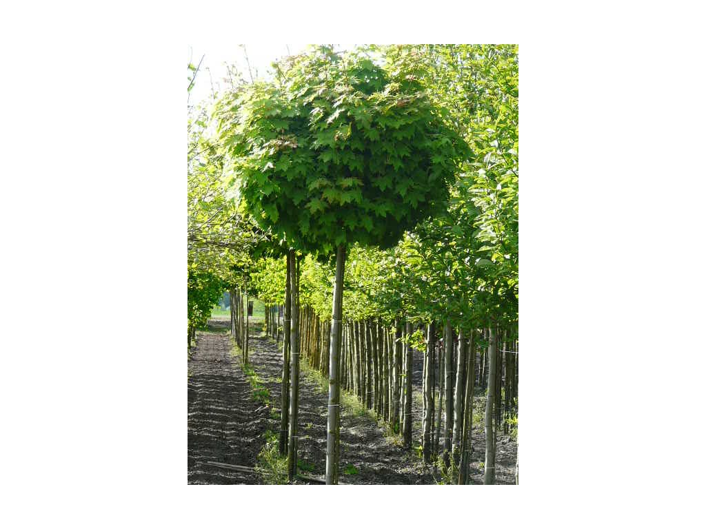 Acer platanoides Globosum - Javor kulovitá koruna