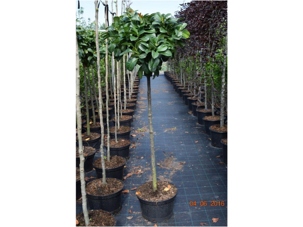 Prunus laurocerasus Etna - Bobkovišeň