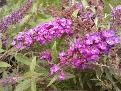 Buddleja davidii Free Petite - Speciální edice Komule