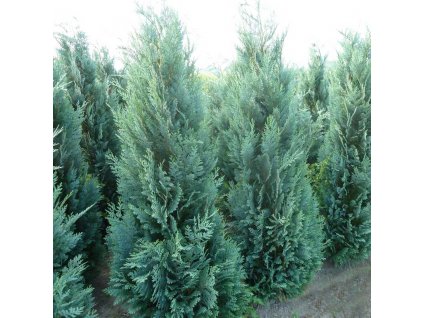 Lawsons Cypress Columnaris Glauca 2