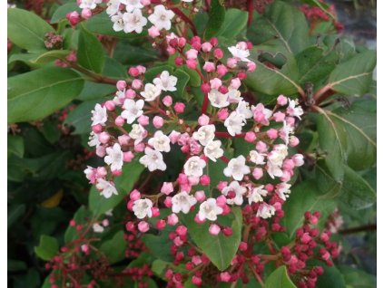 viburnum tinus gwenllian 9624 p