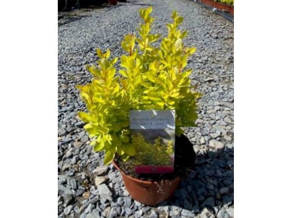 obrázek 2021 07 19 175939