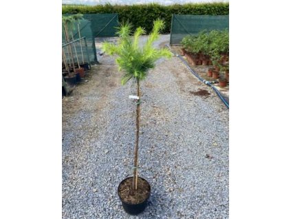 obrázek 2021 07 19 182123