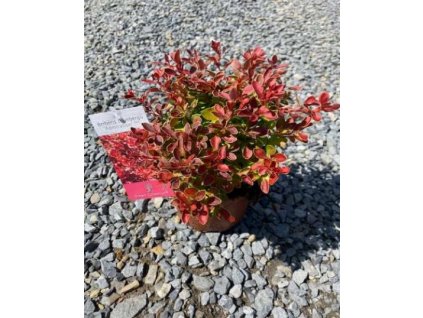 obrázek 2021 07 19 182602