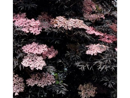 obrázek 2022 03 27 115948