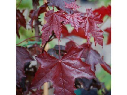Acer platanoides Crimson Sentry - Javor červenolistý