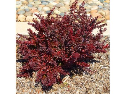 Berberis thunbergii Atropurpurea - Dříšťál červenolistý