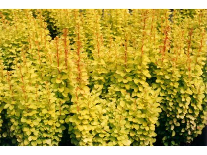 Berberis thunbergii Maria - Dřišťál žlutolistý