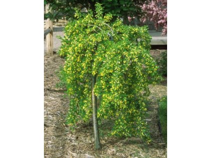 Caragana arborescens Pendula - Čimišník