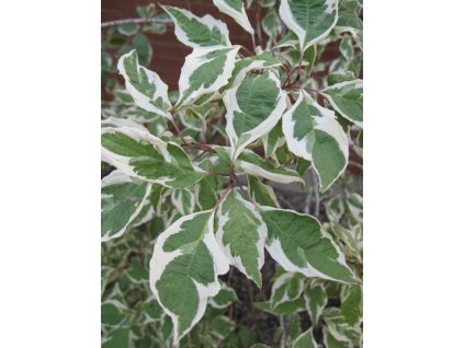 Cornus alba Elegantissima - Svída, žíhaný list