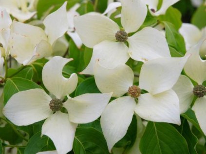 Cornus kousa chinensis - Dřín japonský