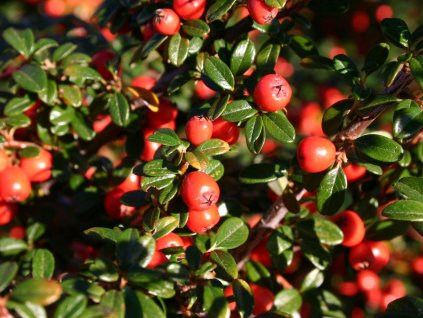 Cotoneaster dammeri - Skalník na kmínku