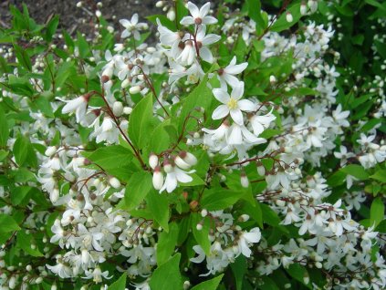 Deutzia gracilis - Trojpuk