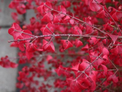 Euonymus alatus Compactus - Brslen křídlatý