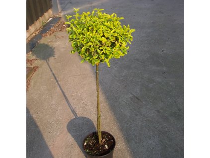 Euonymus fortunei Emerald´n Gold - Brslen žlutolistý, kmínek