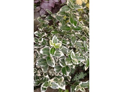 Euonymus fortunei Silver Queen - Brslen stříbrný list, kmínek