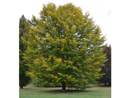 Fagus sylvatica - Buk lesní