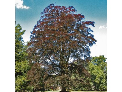 Fagus sylvatica Atropunicea - Buk lesní, červenolistý