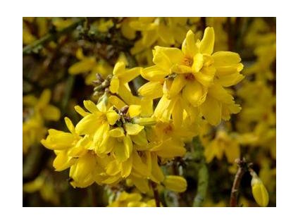 Forsythia intermedia Golden Zauber - Zlatice