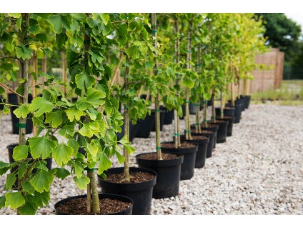 Ginkgo biloba - Jinan dvoulaločný