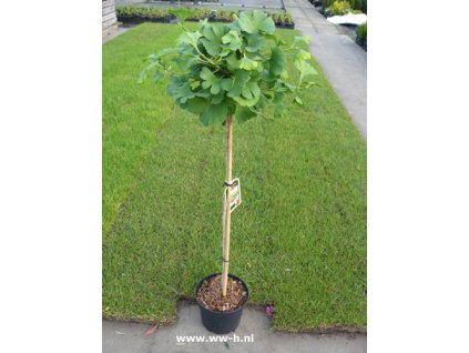 Ginkgo biloba Mariken - Jinan dvoulaločný