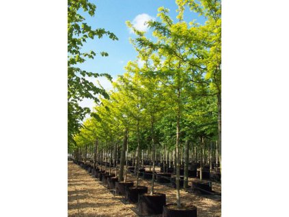 Gleditsia triacanthos Sunburst - Dřezovec, žlutolistý