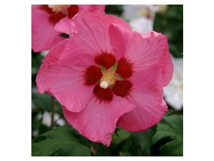 Hibiscus syriacus Woodbridge - ibišek