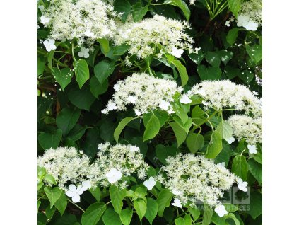 Hydrangea anomala Petiolaris - Popínavá hortenzie