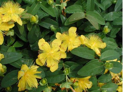 Hypericum calycinum - Třezalka