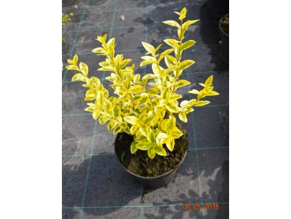 Ligustrum ovalifolium Aureum
