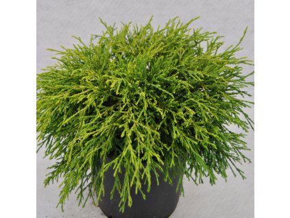 Chamaecyparis pisifera Sungold  - cypřišek