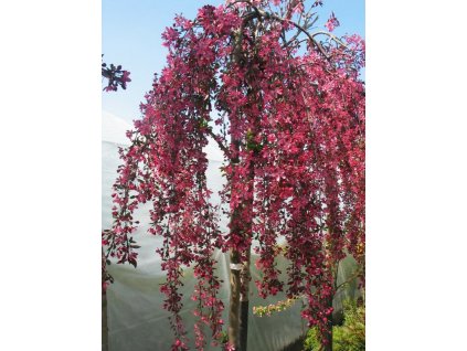Malus Royal Beauty - Okrasná jabloň - převislá