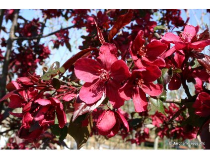 Malus Royalty - Okrasná jabloň